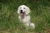 GOLDEN RETRIEVER 947